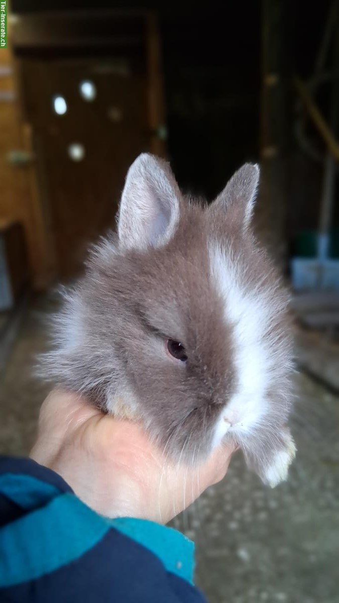 Junge Zwergkaninchen, Farbenzwerge zu verkaufen