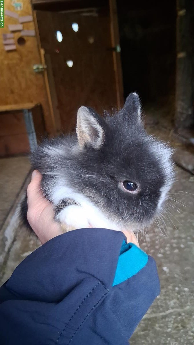 Bild 2: Junge Zwergkaninchen, Farbenzwerge zu verkaufen