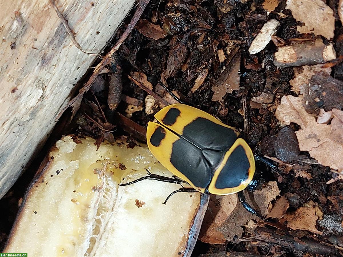 Kongo Rosenkäfer und Larven zu verkaufen