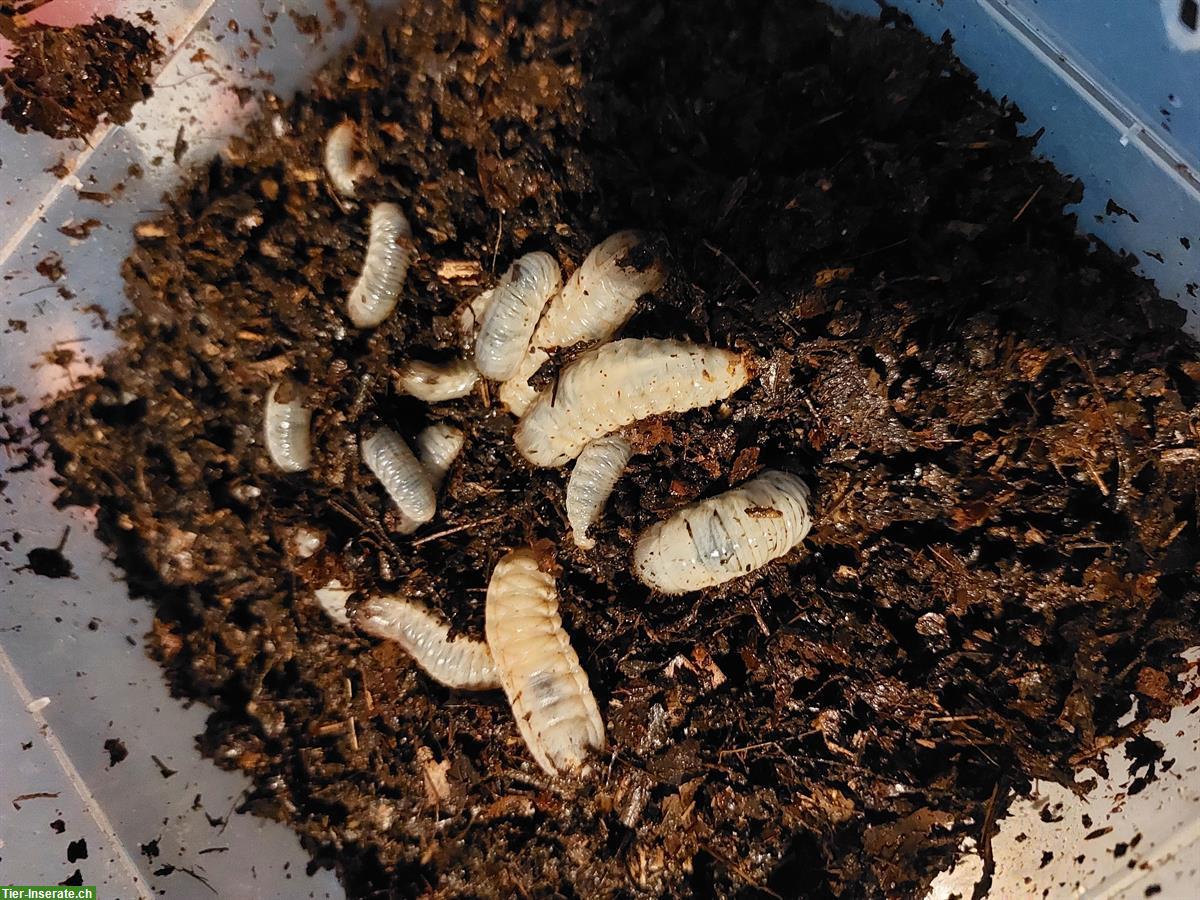 Bild 2: Kongo Rosenkäfer und Larven zu verkaufen