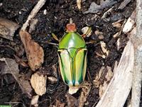 Eudicella hornimani Käfer zu verkaufen