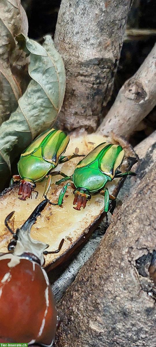 Bild 2: Eudicella hornimani Käfer zu verkaufen