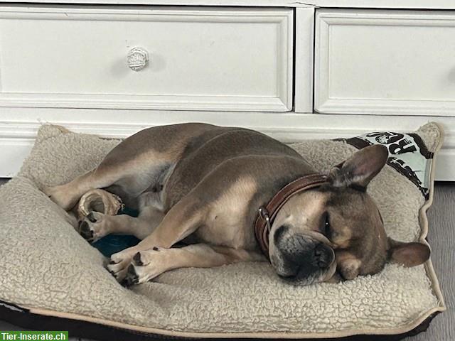 Französische Bulldogge, 4.5 Jahre, weiblich