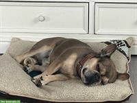 Französische Bulldogge, 4.5 Jahre, weiblich