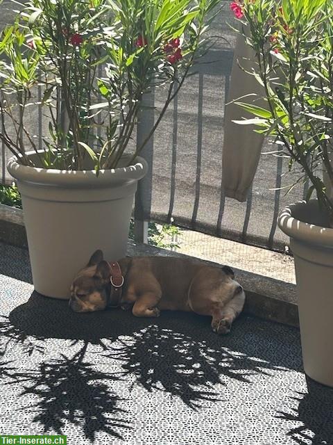 Bild 2: Französische Bulldogge, 4.5 Jahre, weiblich