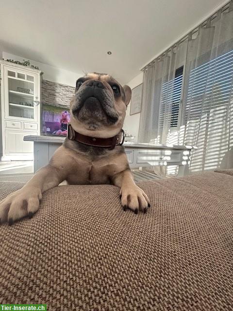 Bild 3: Französische Bulldogge, 4.5 Jahre, weiblich