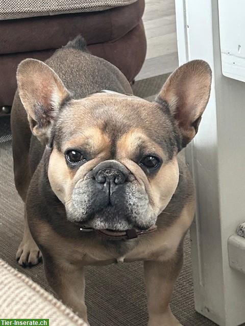 Bild 4: Französische Bulldogge, 4.5 Jahre, weiblich