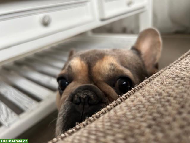 Bild 5: Französische Bulldogge, 4.5 Jahre, weiblich