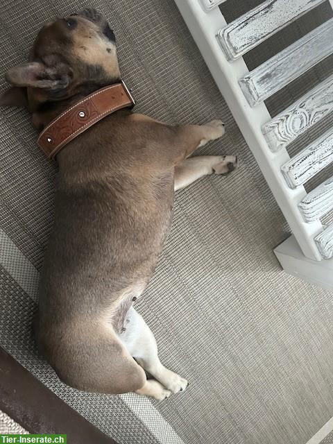 Bild 6: Französische Bulldogge, 4.5 Jahre, weiblich