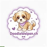 Maltipoo Poochon Welpen aus liebevoller Familienzucht