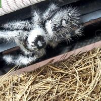 Springspinnen abzugeben (Phidippus Regius Apalachicola)
