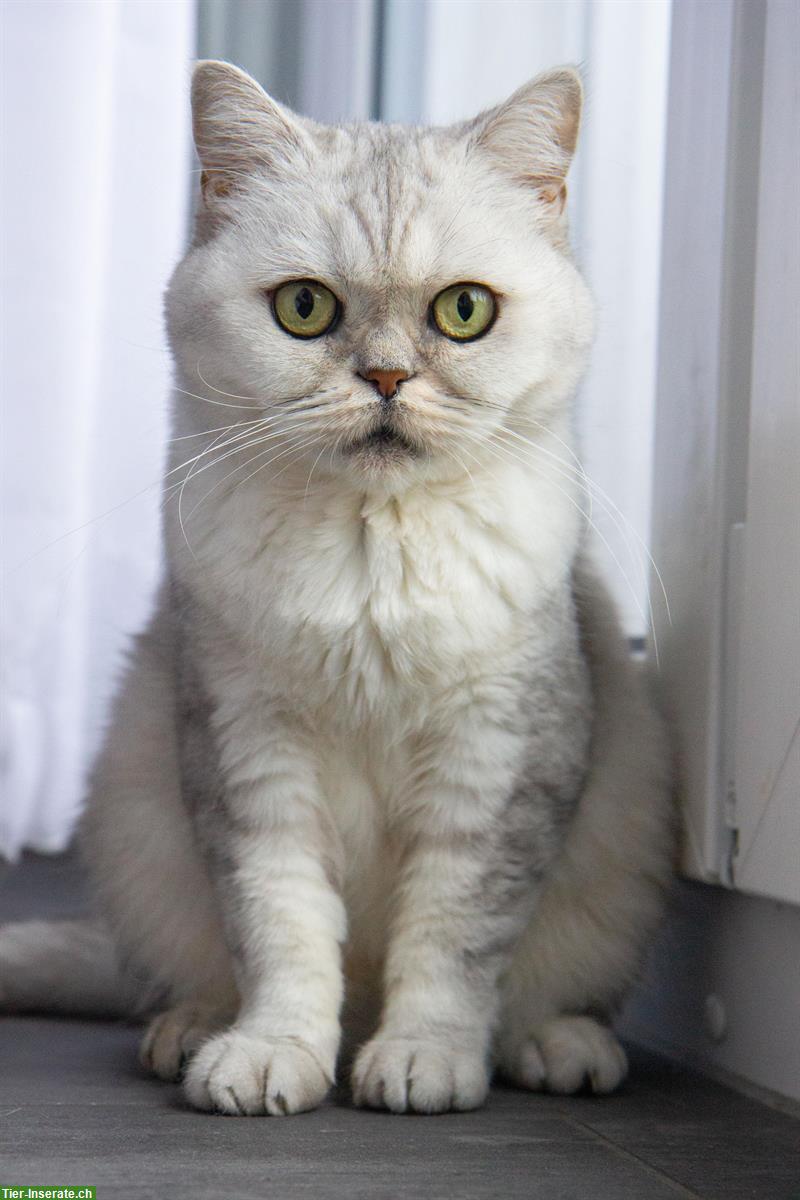 Britisch Kurzhaar Katze sucht ein ruhiges Zuhause