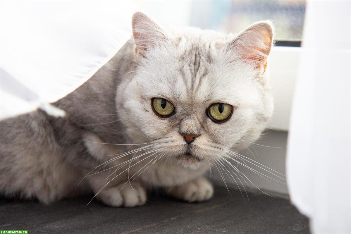Bild 2: Britisch Kurzhaar Katze sucht ein ruhiges Zuhause