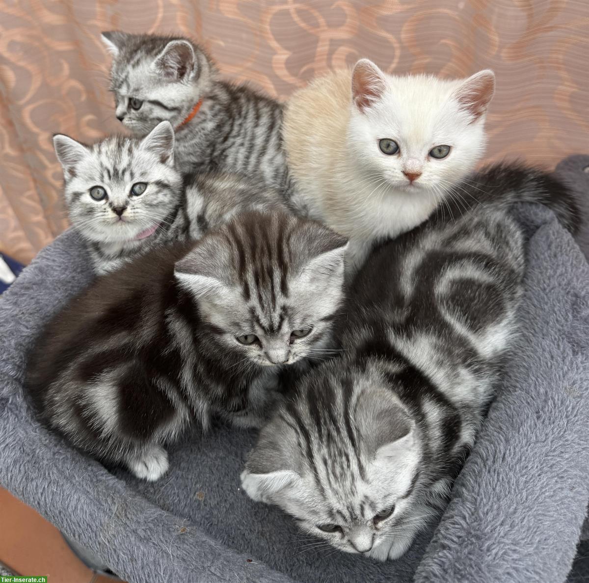 BKH Kitten, Whiskas, Gold und Marmor