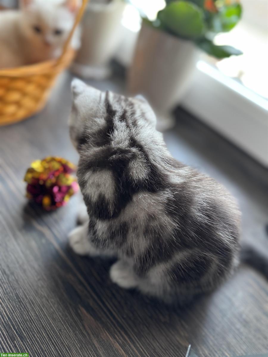 Bild 10: BKH Kitten, Whiskas, Gold und Marmor