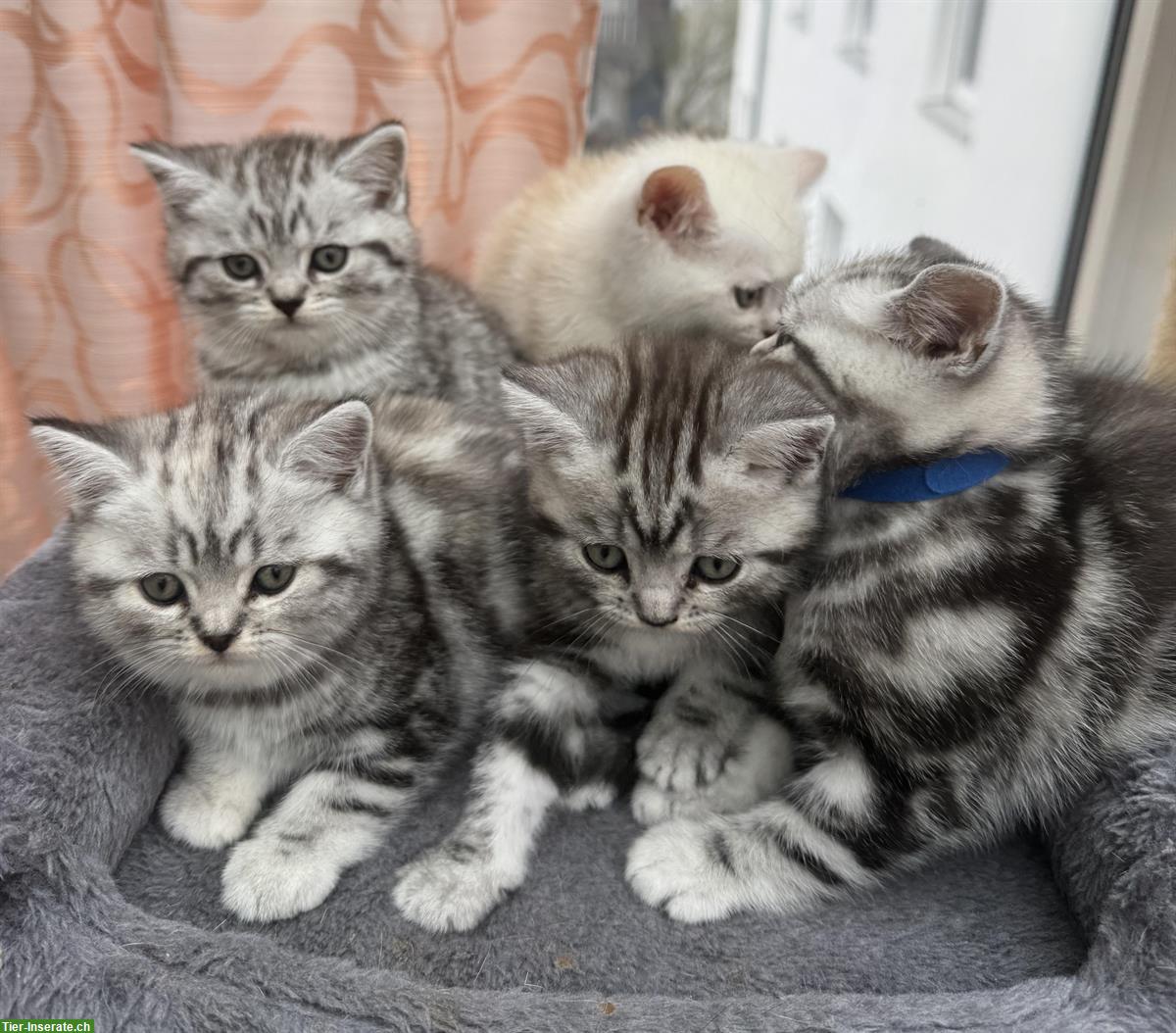 Bild 2: BKH Kitten, Whiskas, Gold und Marmor