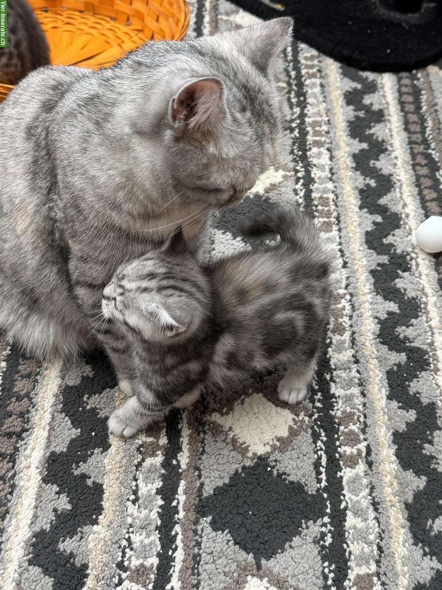 Bild 6: BKH Kitten, Whiskas, Gold und Marmor