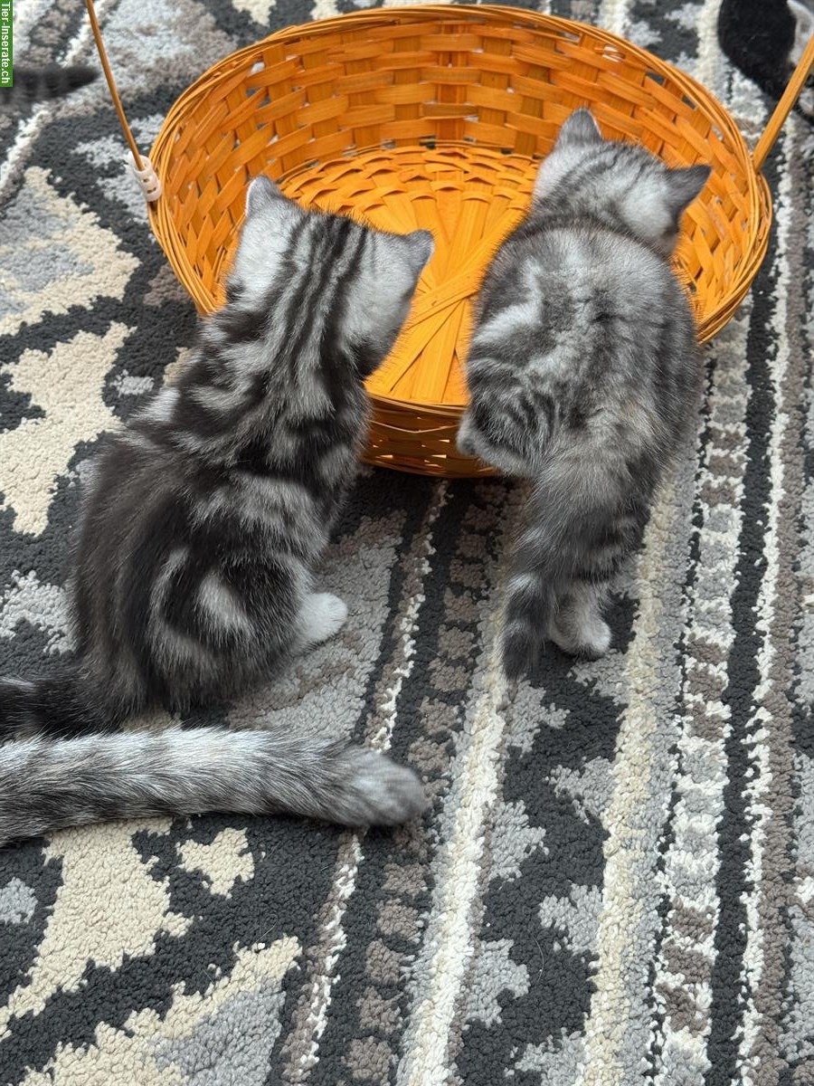 Bild 7: BKH Kitten, Whiskas, Gold und Marmor