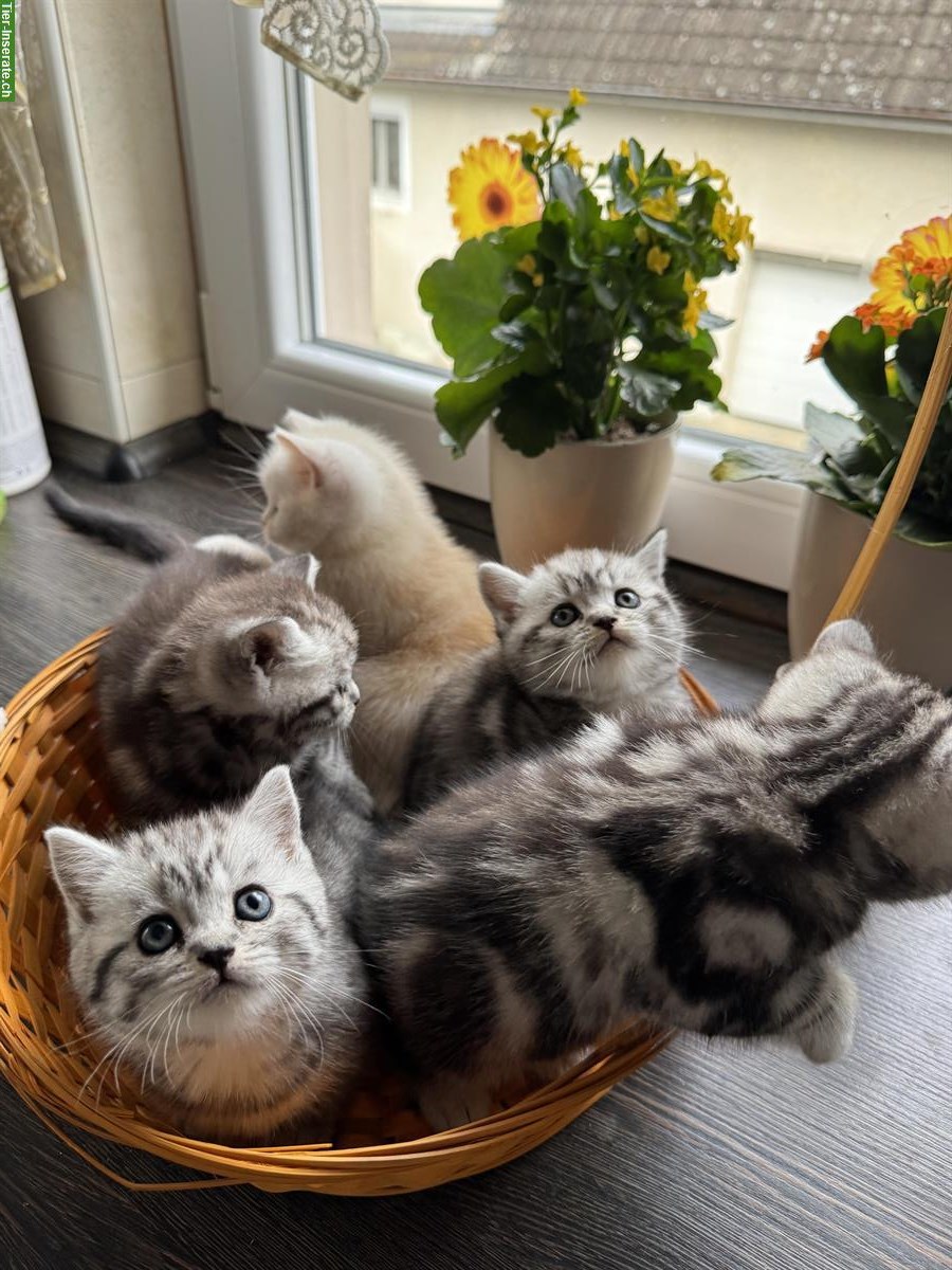 Bild 8: BKH Kitten, Whiskas, Gold und Marmor