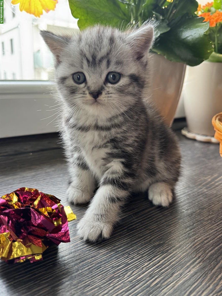 Bild 9: BKH Kitten, Whiskas, Gold und Marmor