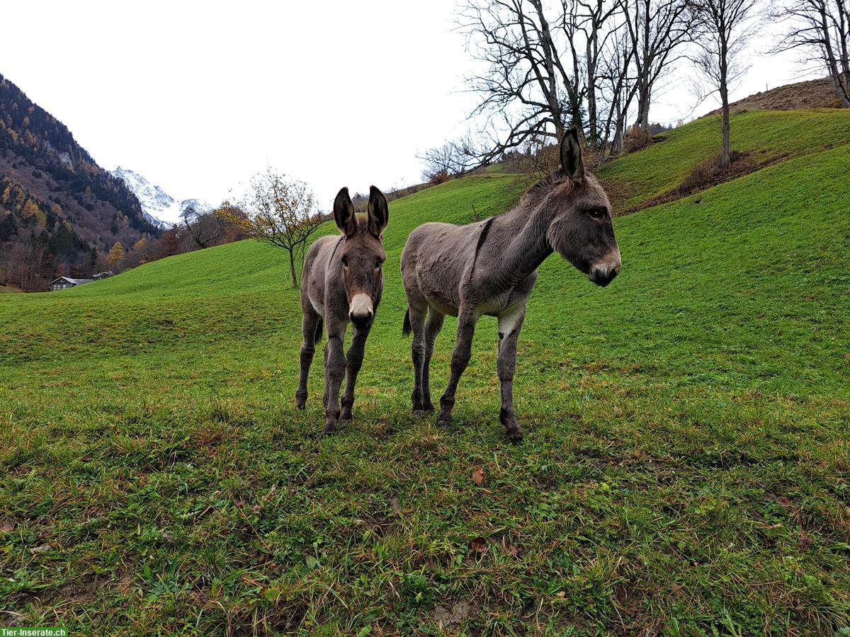 2 Esel Stutfohlen suchen ein neues Daheim