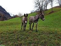 2 Esel Stutfohlen suchen ein neues Daheim