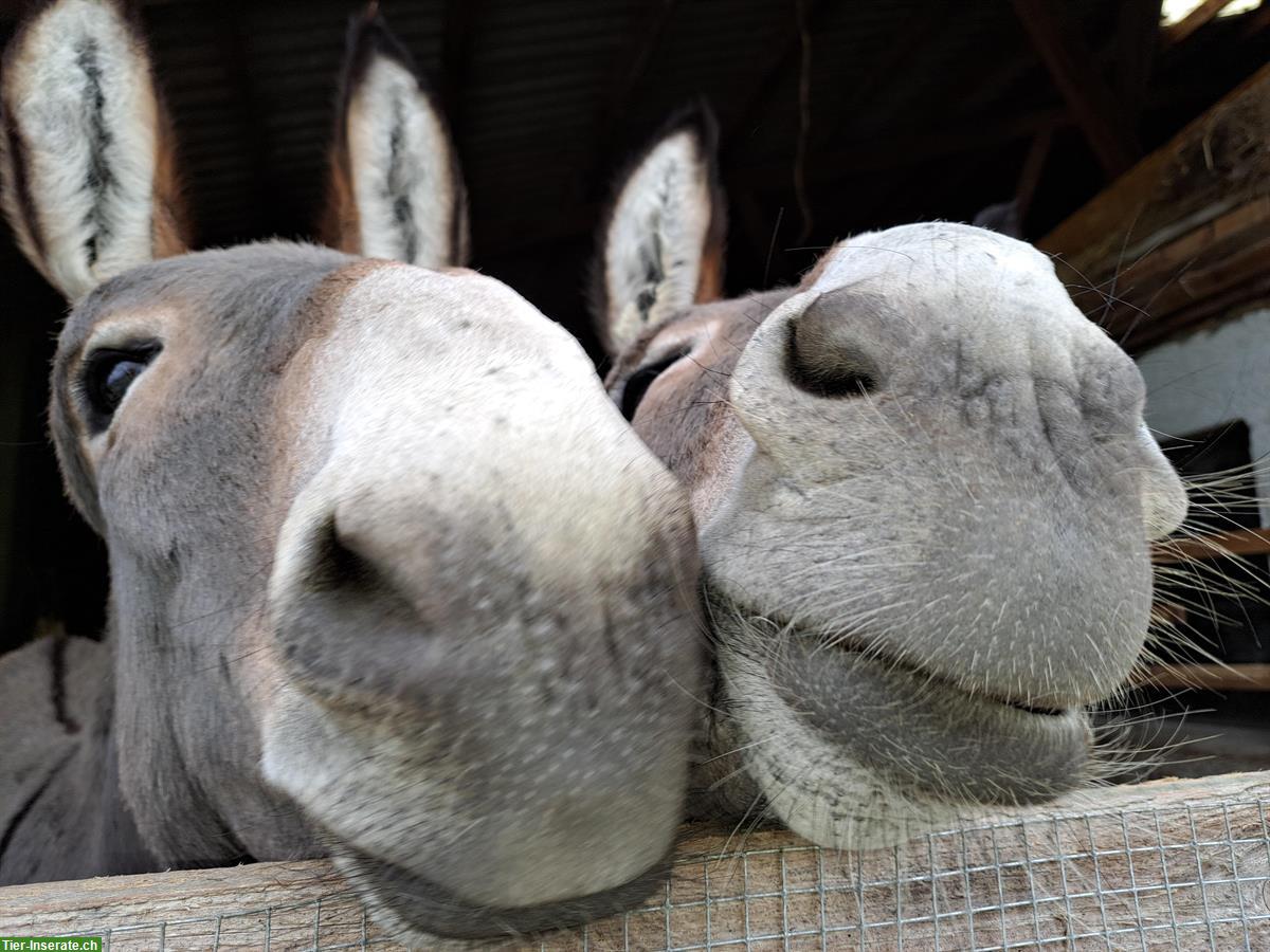 Bild 2: 2 Esel Stutfohlen suchen ein neues Daheim
