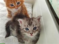 Maine Coon Kitten, Silver-Tabby, Red-Tabby