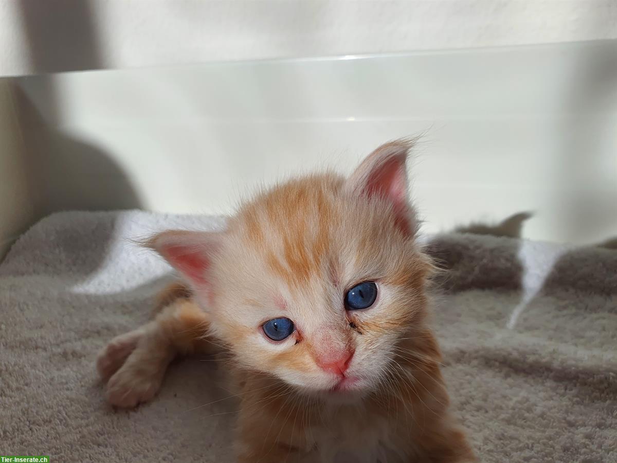 Bild 3: Maine Coon Kitten, Silver-Tabby, Red-Tabby