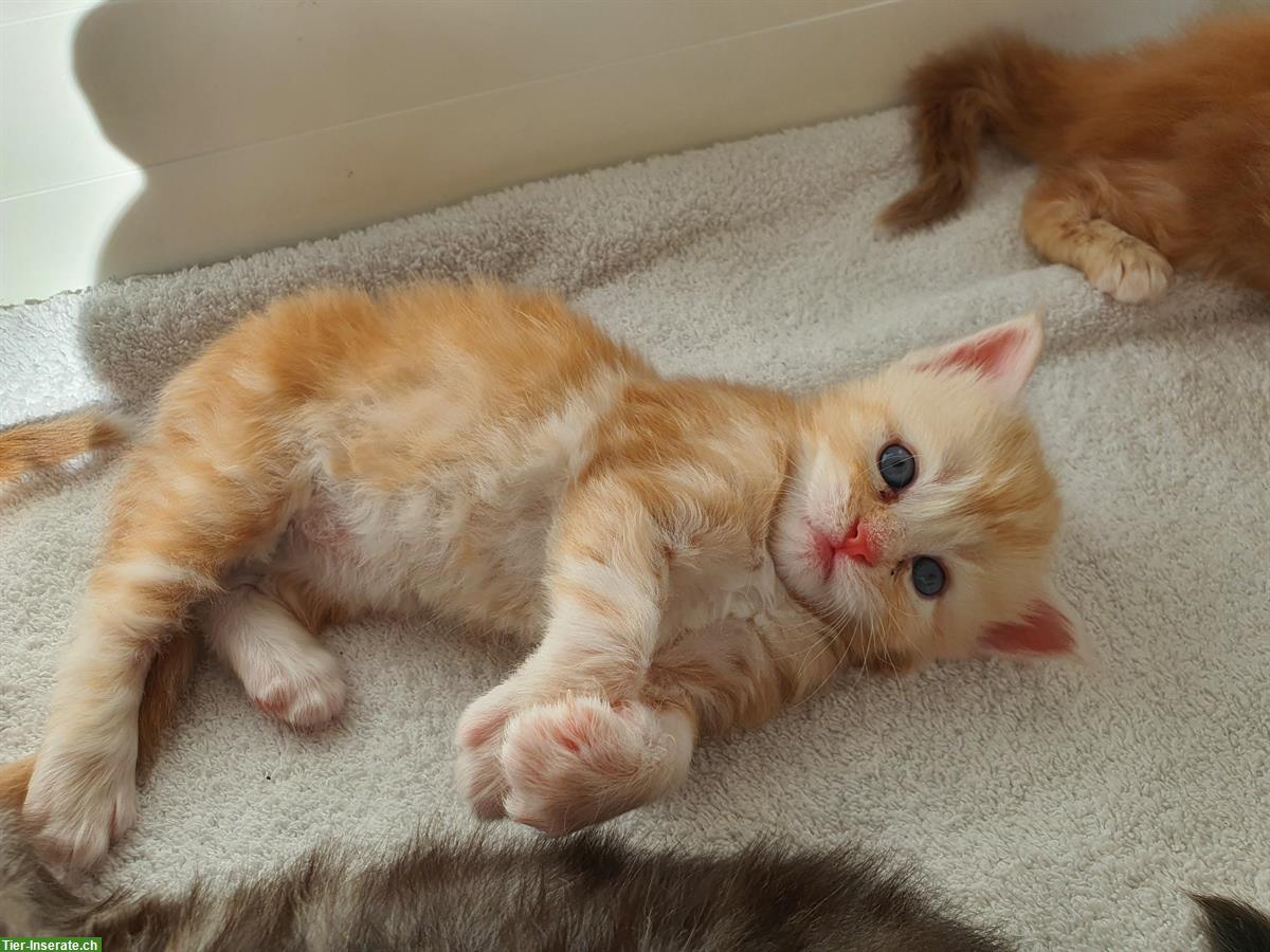 Bild 4: Maine Coon Kitten, Silver-Tabby, Red-Tabby