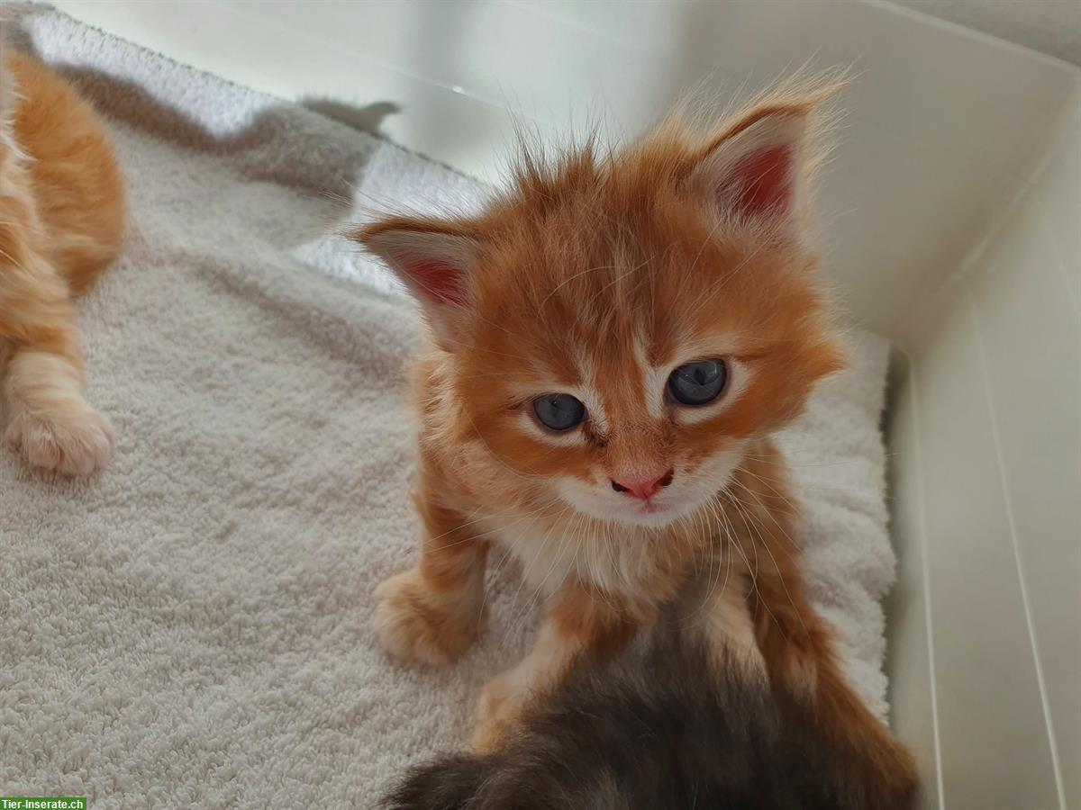 Bild 5: Maine Coon Kitten, Silver-Tabby, Red-Tabby