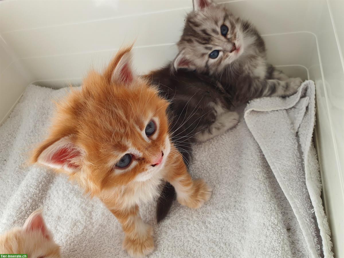 Bild 6: Maine Coon Kitten, Silver-Tabby, Red-Tabby