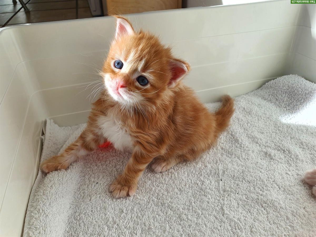 Bild 7: Maine Coon Kitten, Silver-Tabby, Red-Tabby
