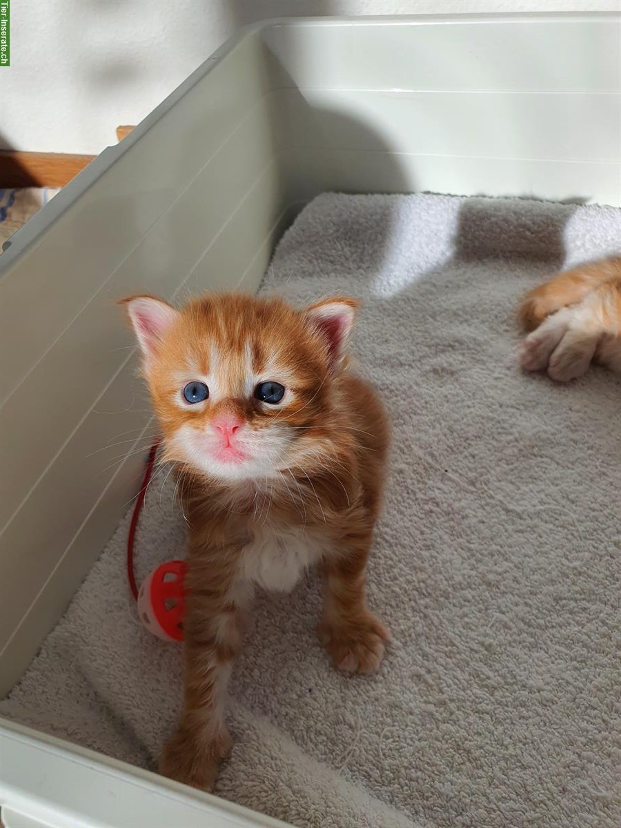 Bild 8: Maine Coon Kitten, Silver-Tabby, Red-Tabby