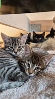 Junge Maine Coon Mischlings-Kitten suchen liebes Zuhause