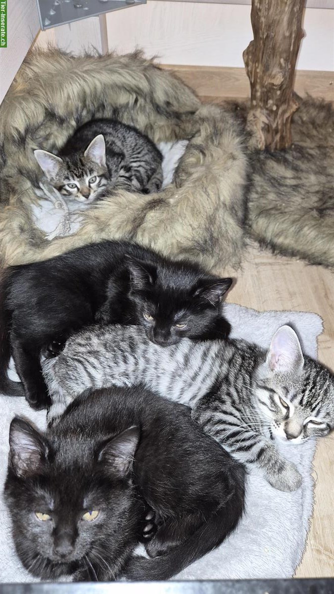 Bild 2: Junge Maine Coon Mischlings-Kitten suchen liebes Zuhause