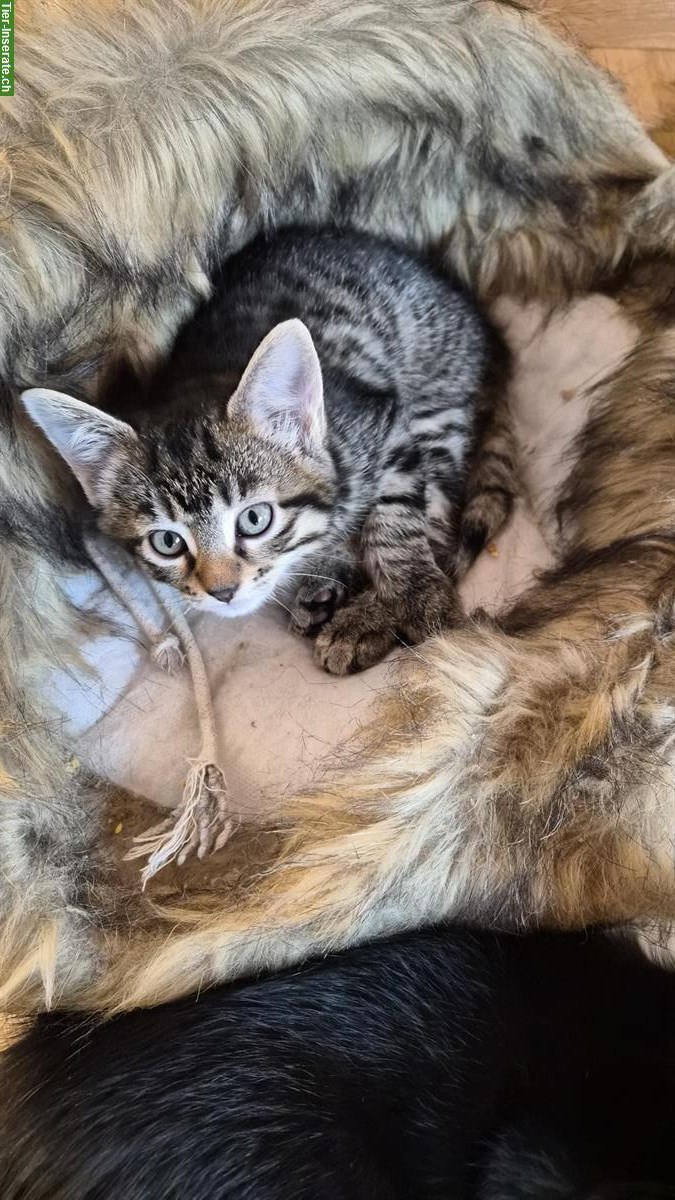 Bild 3: Junge Maine Coon Mischlings-Kitten suchen liebes Zuhause