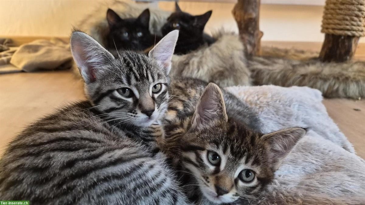 Bild 4: Junge Maine Coon Mischlings-Kitten suchen liebes Zuhause