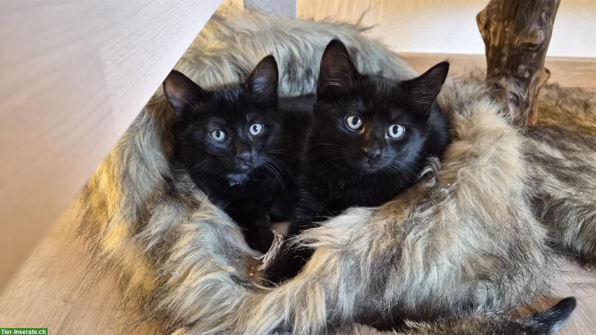 Bild 5: Junge Maine Coon Mischlings-Kitten suchen liebes Zuhause