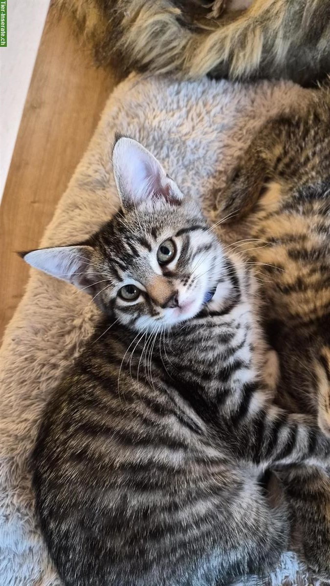 Bild 6: Junge Maine Coon Mischlings-Kitten suchen liebes Zuhause