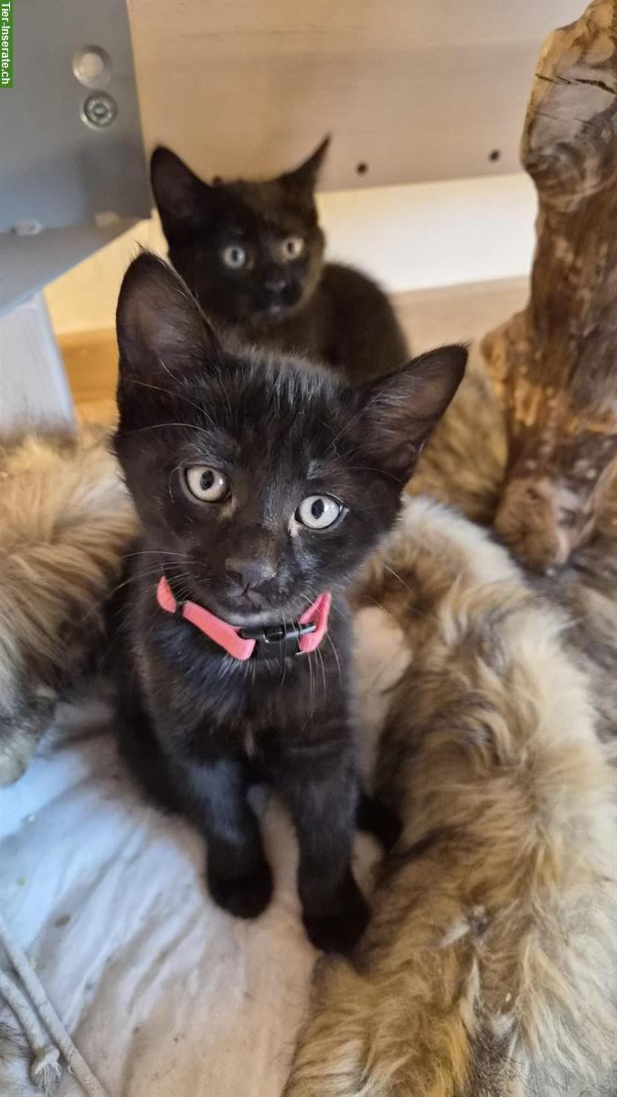 Bild 7: Junge Maine Coon Mischlings-Kitten suchen liebes Zuhause