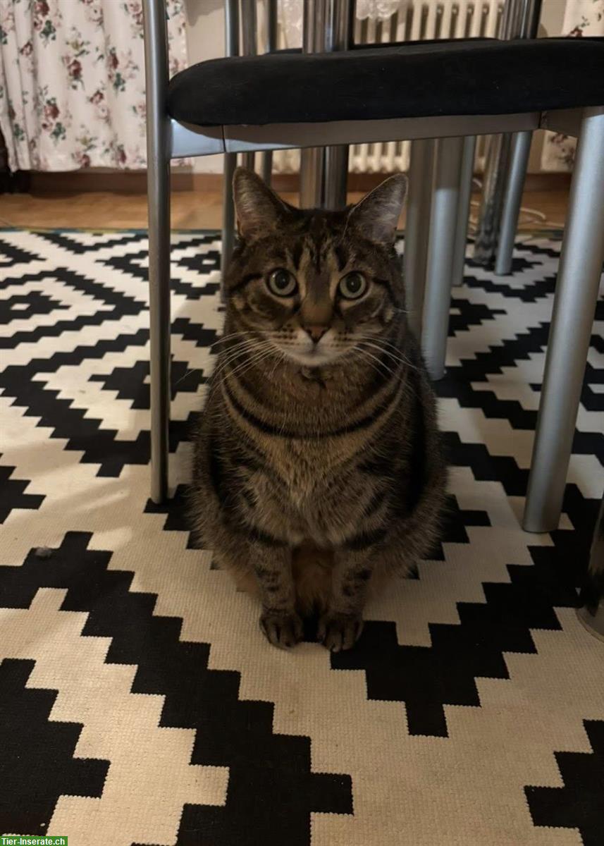 Wohnungskatzen Lila & Leon suchen ein neues Zuhause!