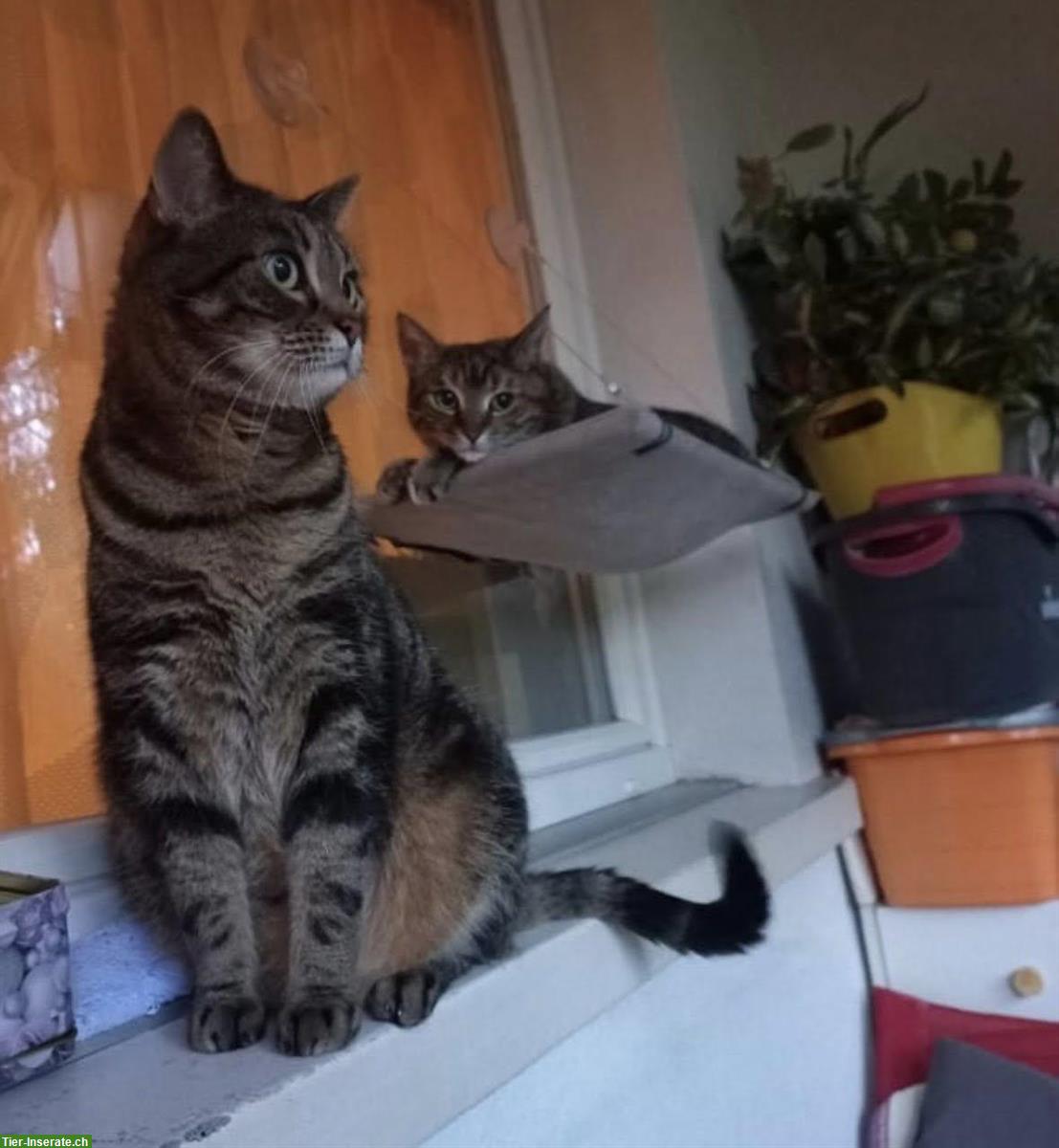 Bild 2: Wohnungskatzen Lila & Leon suchen ein neues Zuhause!