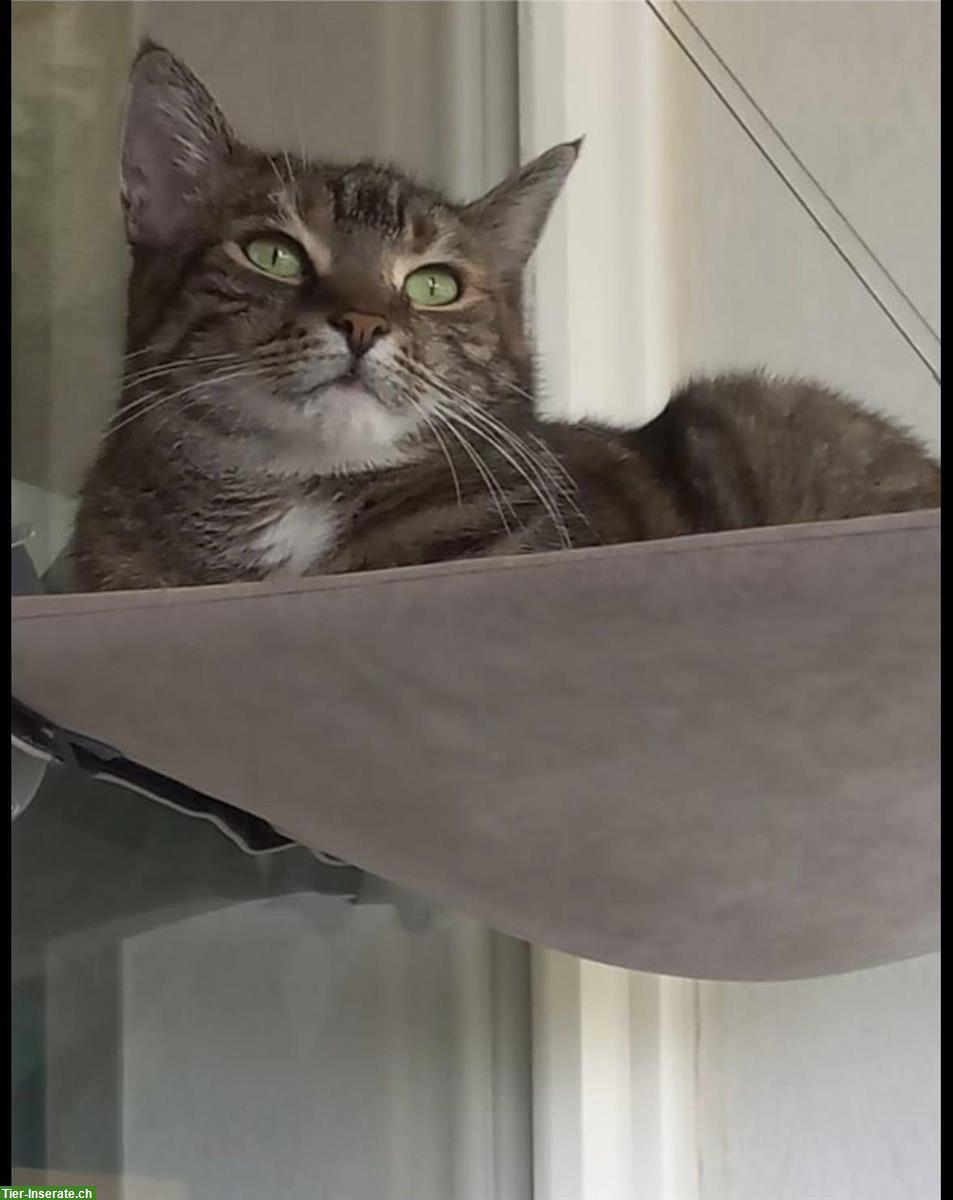 Bild 3: Wohnungskatzen Lila & Leon suchen ein neues Zuhause!