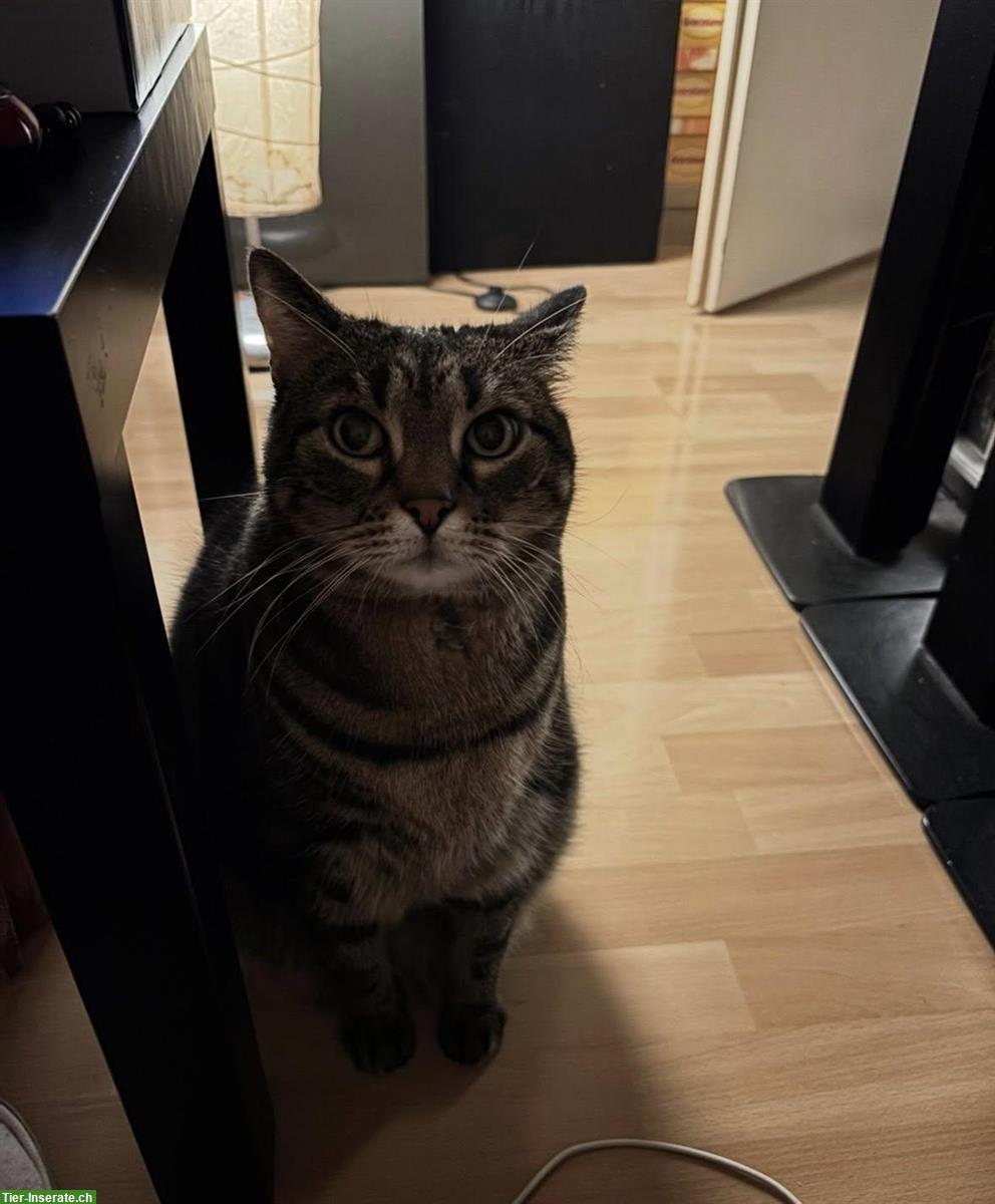 Bild 4: Wohnungskatzen Lila & Leon suchen ein neues Zuhause!