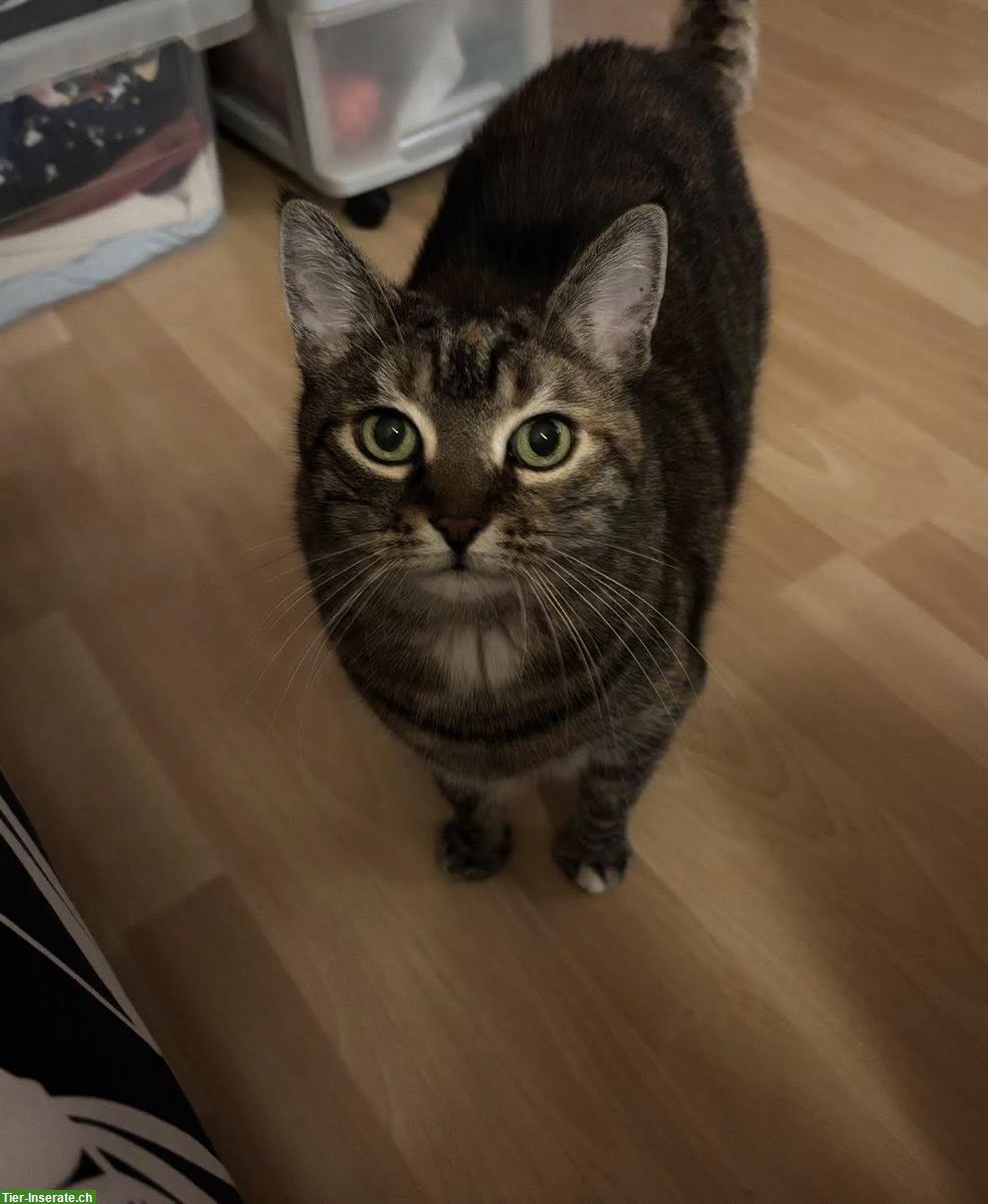 Bild 5: Wohnungskatzen Lila & Leon suchen ein neues Zuhause!