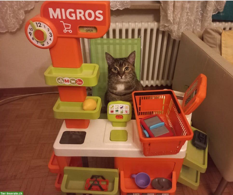 Bild 6: Wohnungskatzen Lila & Leon suchen ein neues Zuhause!