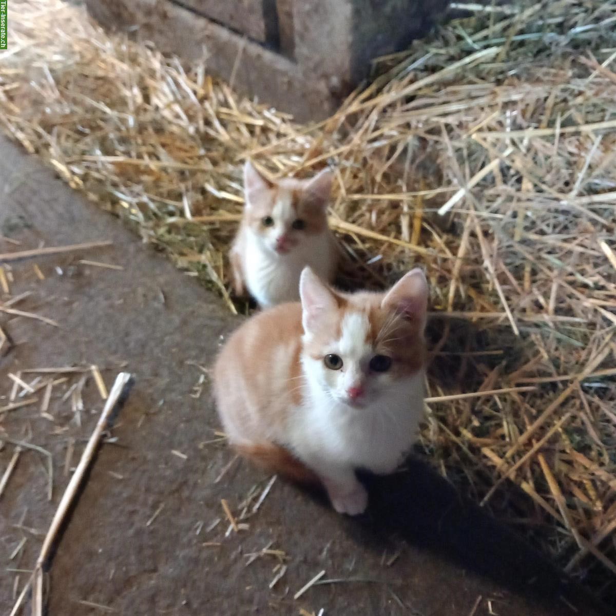 Junge Bauernhof Büsi zu verkaufen