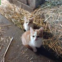 Junge Bauernhof Büsi zu verkaufen