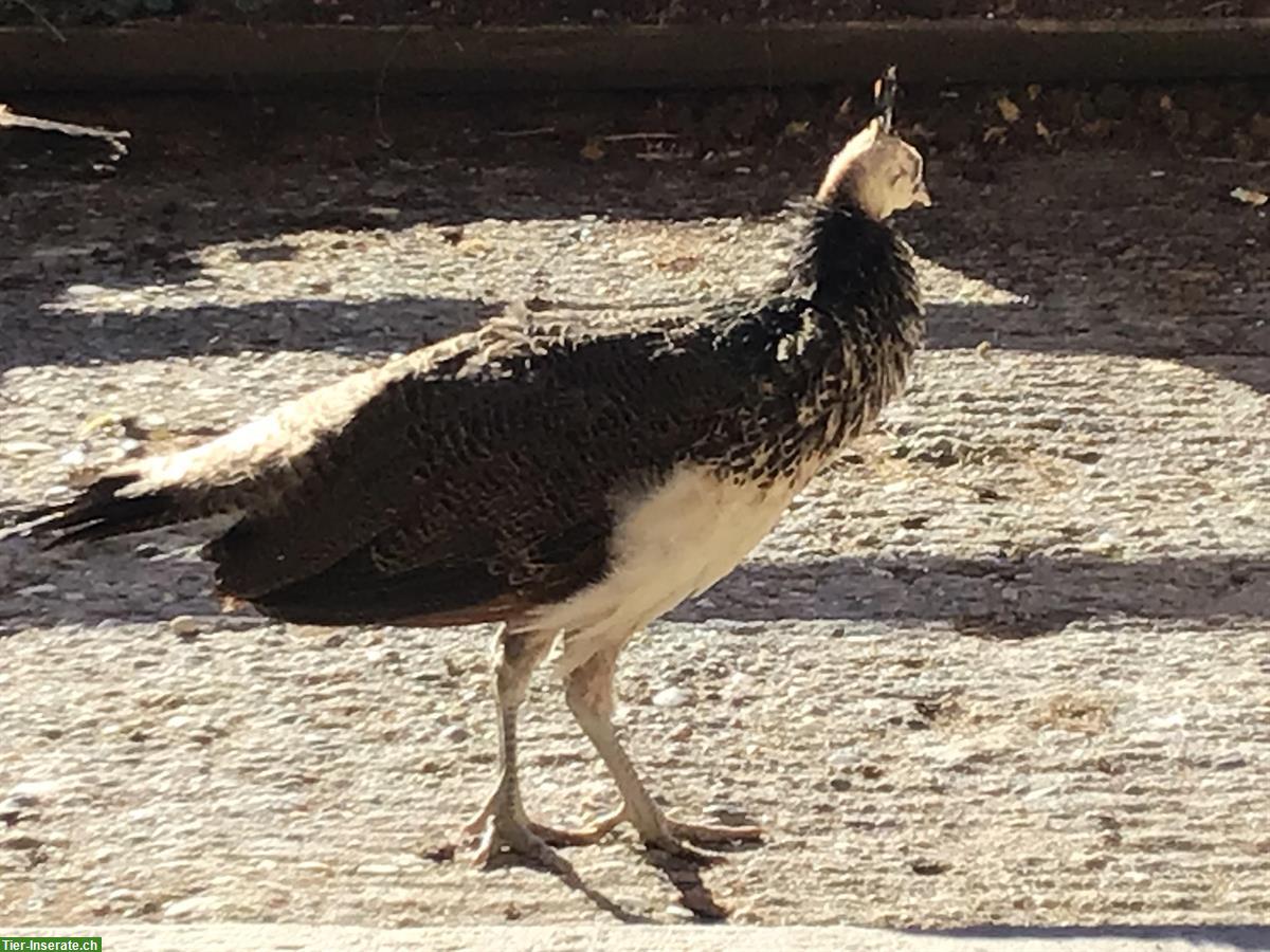 Blauer Pfau: Jungtiere aus Naturbrut, an Freigang gewöhnt